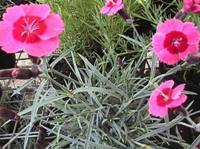 Dianthus