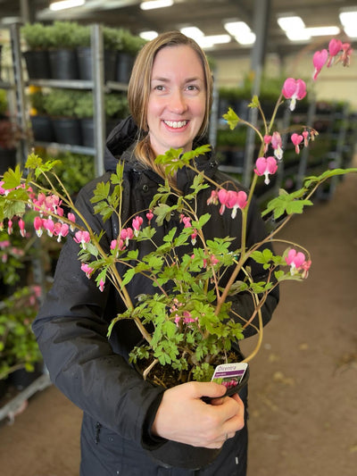 Dicentra