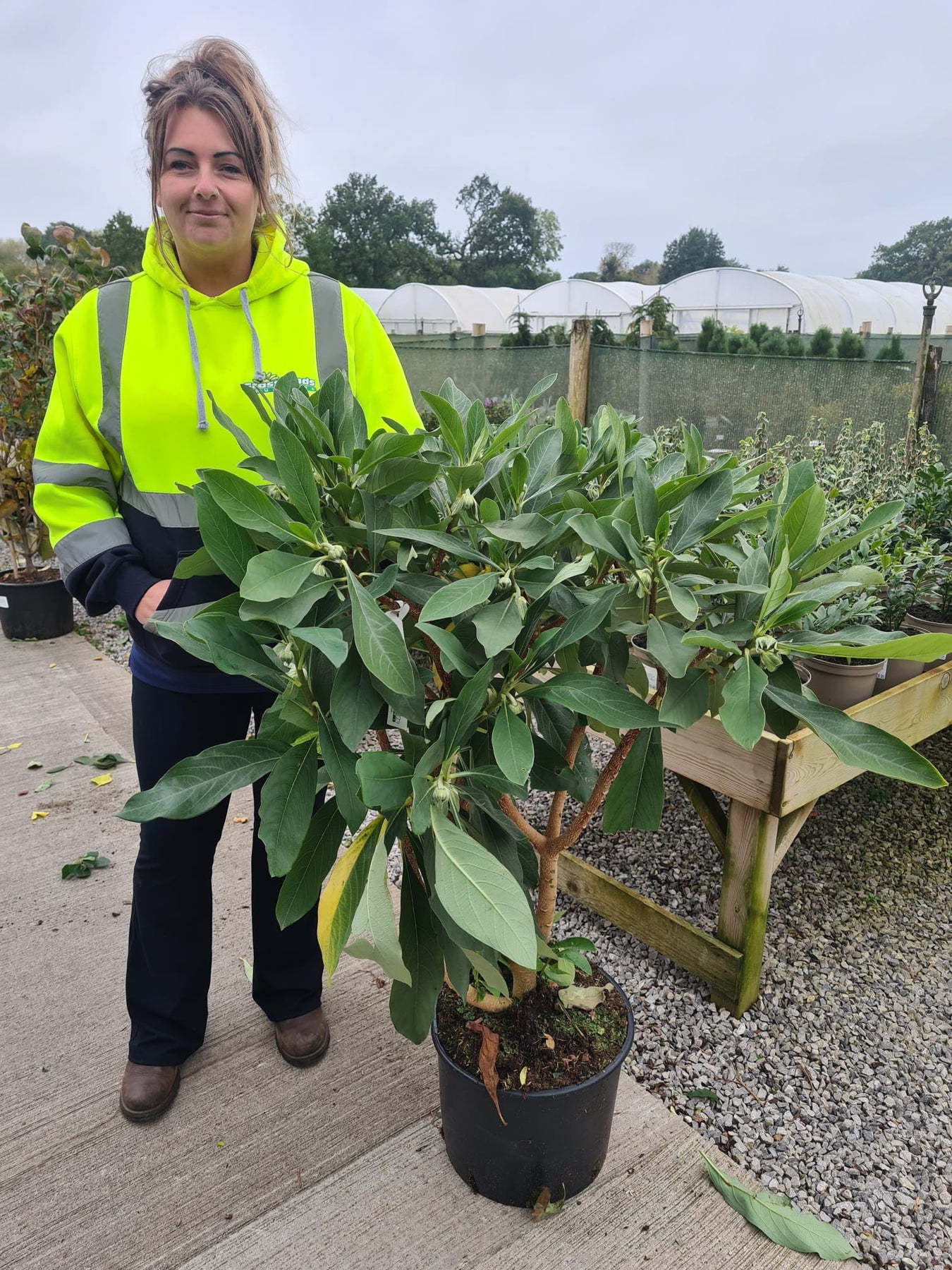 Edgeworthia