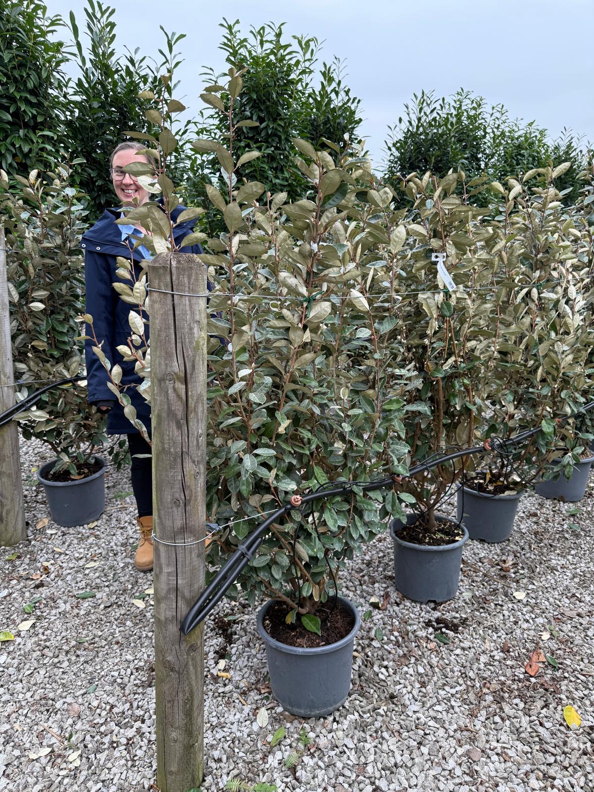Elaeagnus