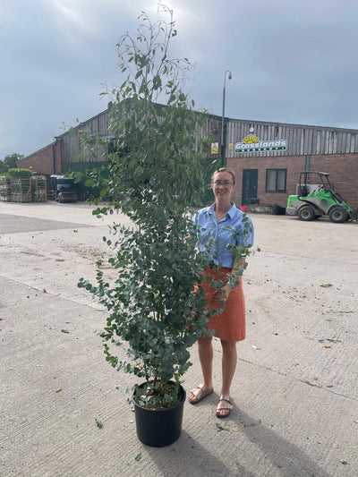 Eucalyptus Shrub
