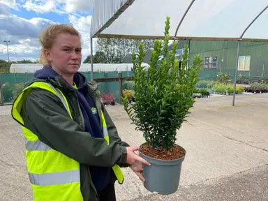 Euonymus Hedging