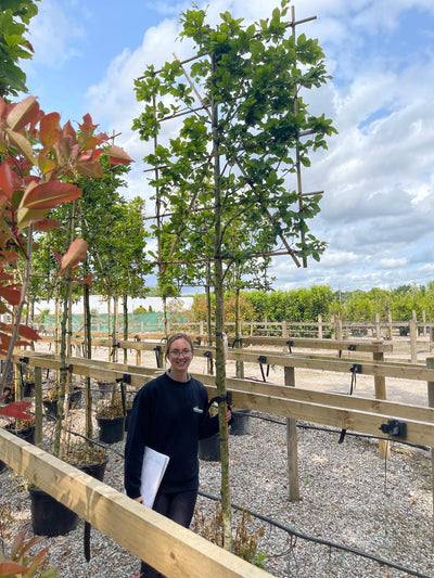 Beech Or Fagus Pleached Tree
