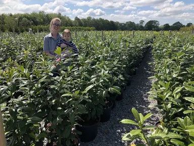 Fast Growing Hedges