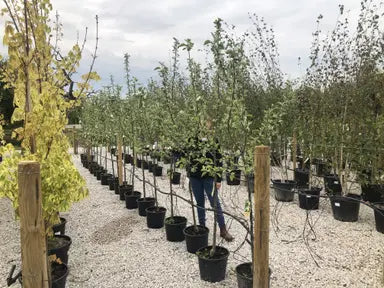 Fruit & Nut Trees
