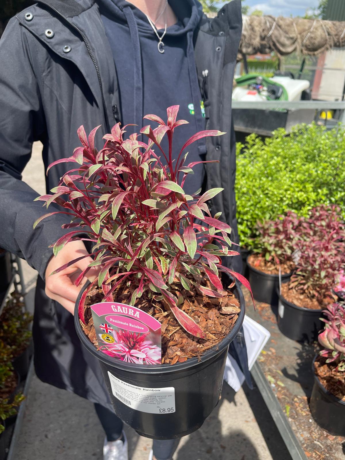 Gaura