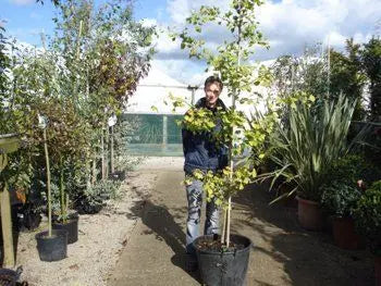 Ginkgo or Maidenhair Tree