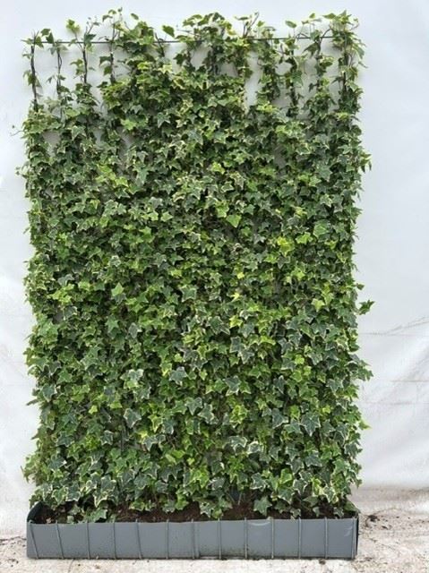 Hedera Pleached Frames