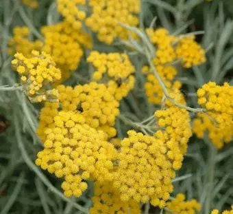 Helichrysum