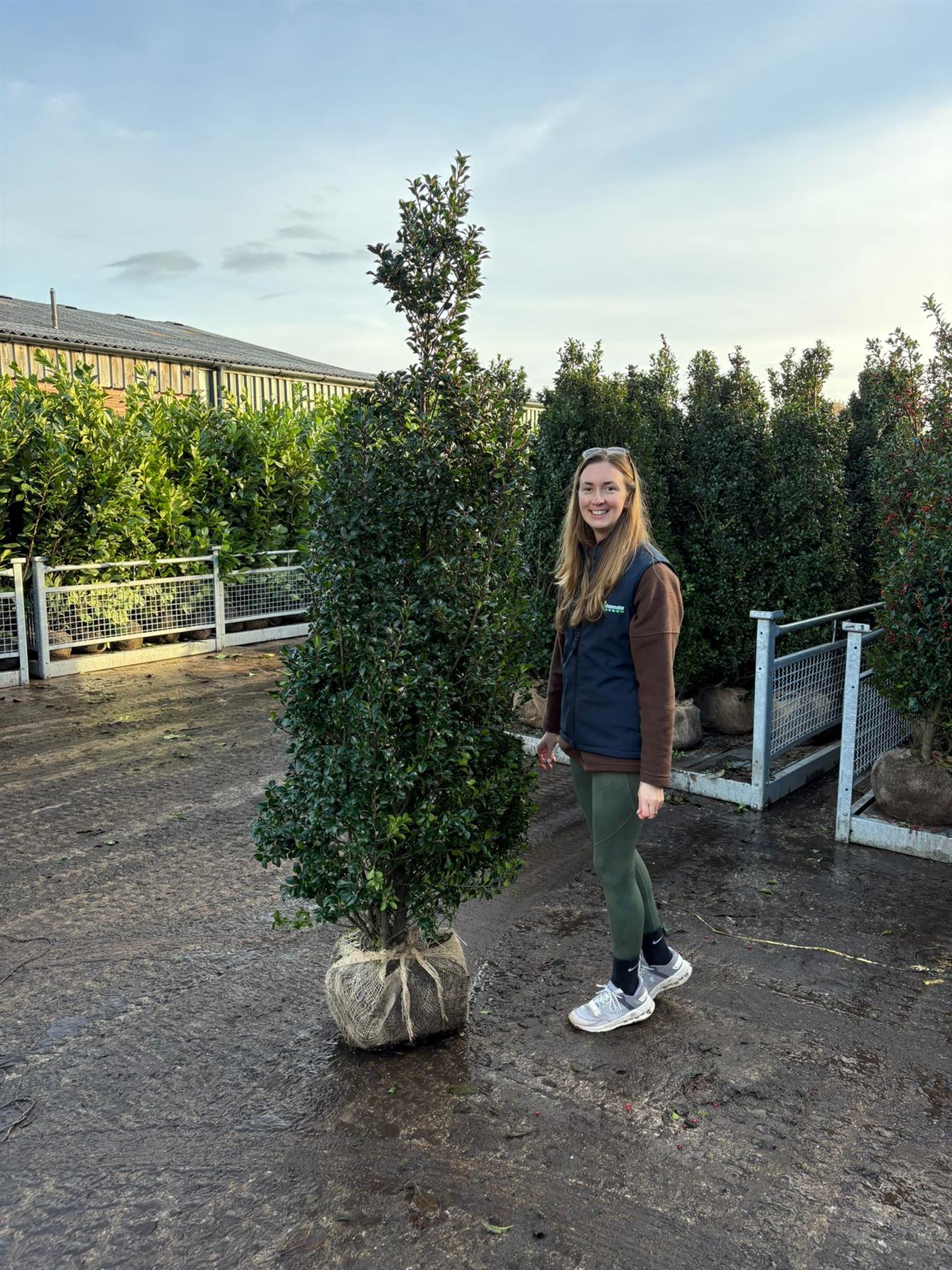 Ilex Root Ball Hedging