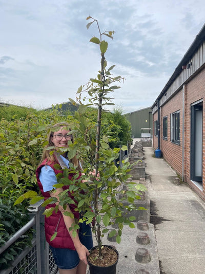 Hornbeam Hedging Big Deals