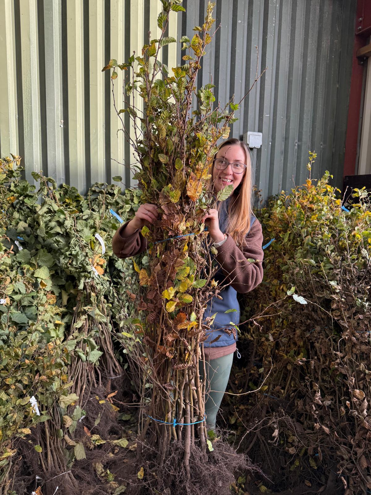 Hornbeam Hedging Bare Root