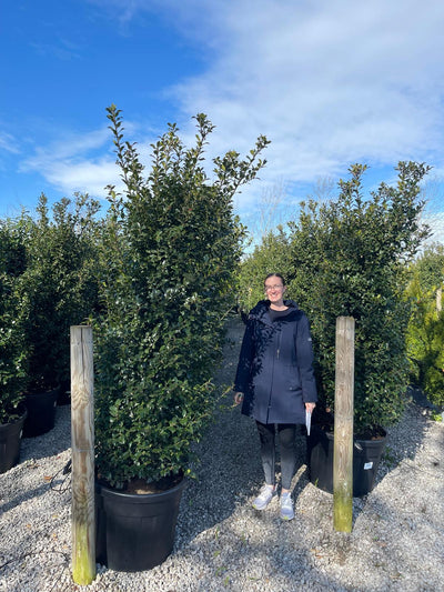 Ilex (Holly) Big Deals
