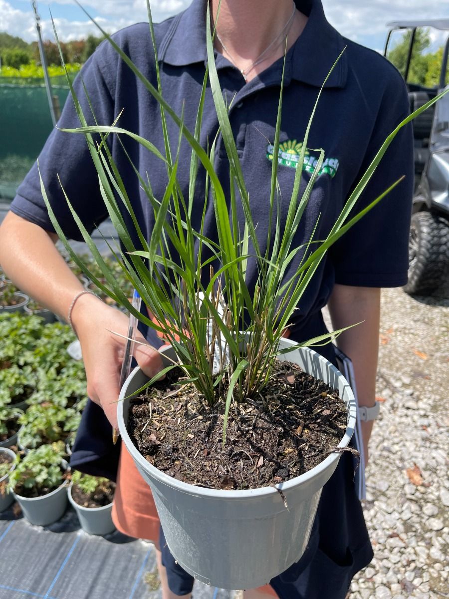 Calamagrostis