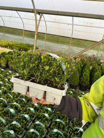 Ilex Crenata Hedging