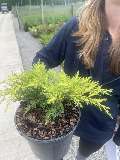 Juniperus