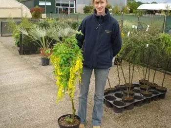 Laburnum