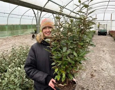 Reduced Plants