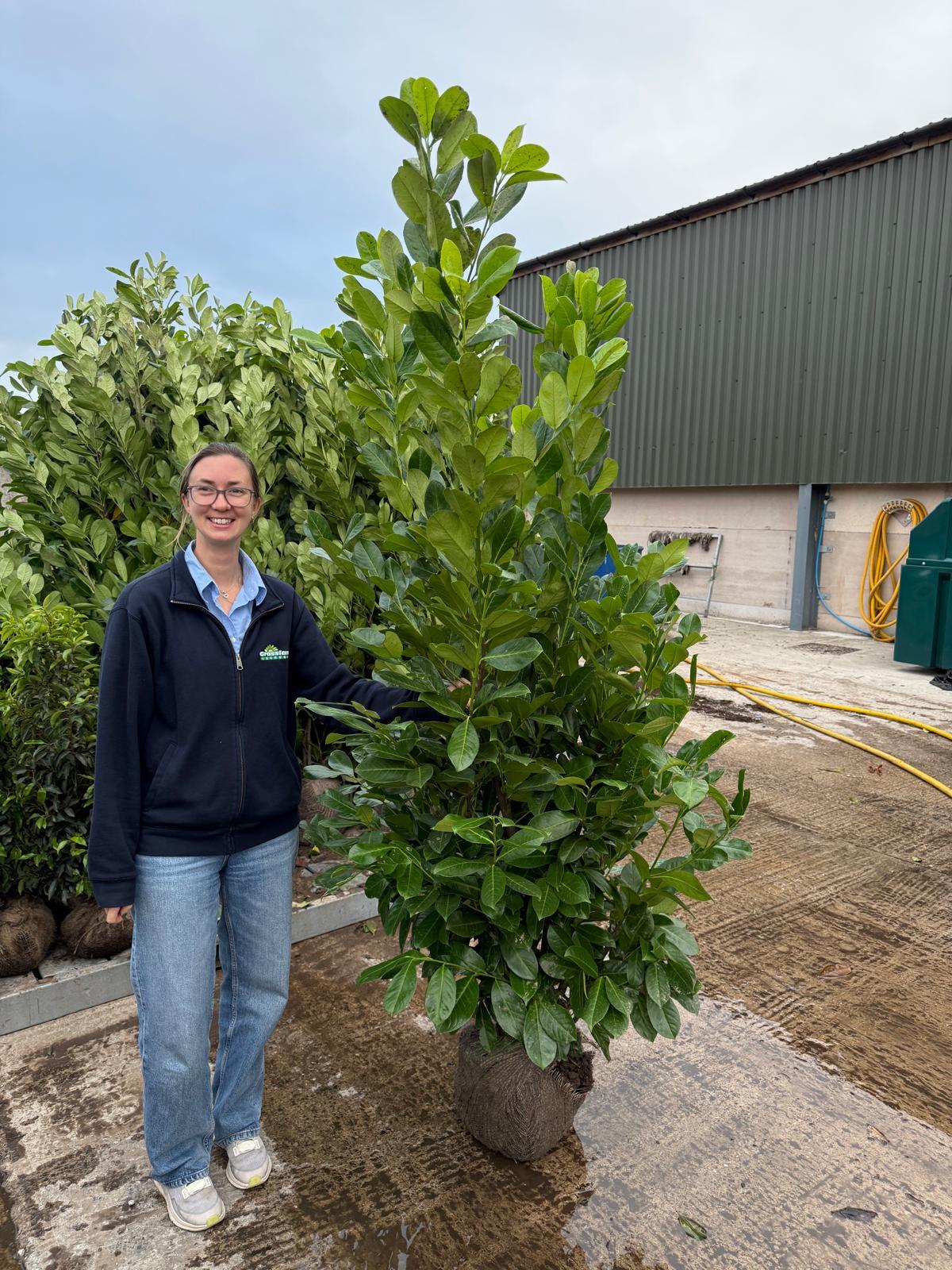 Cherry Laurel Root Ball Hedging