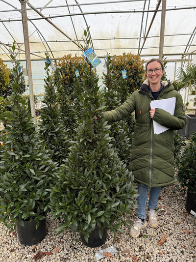 Laurus