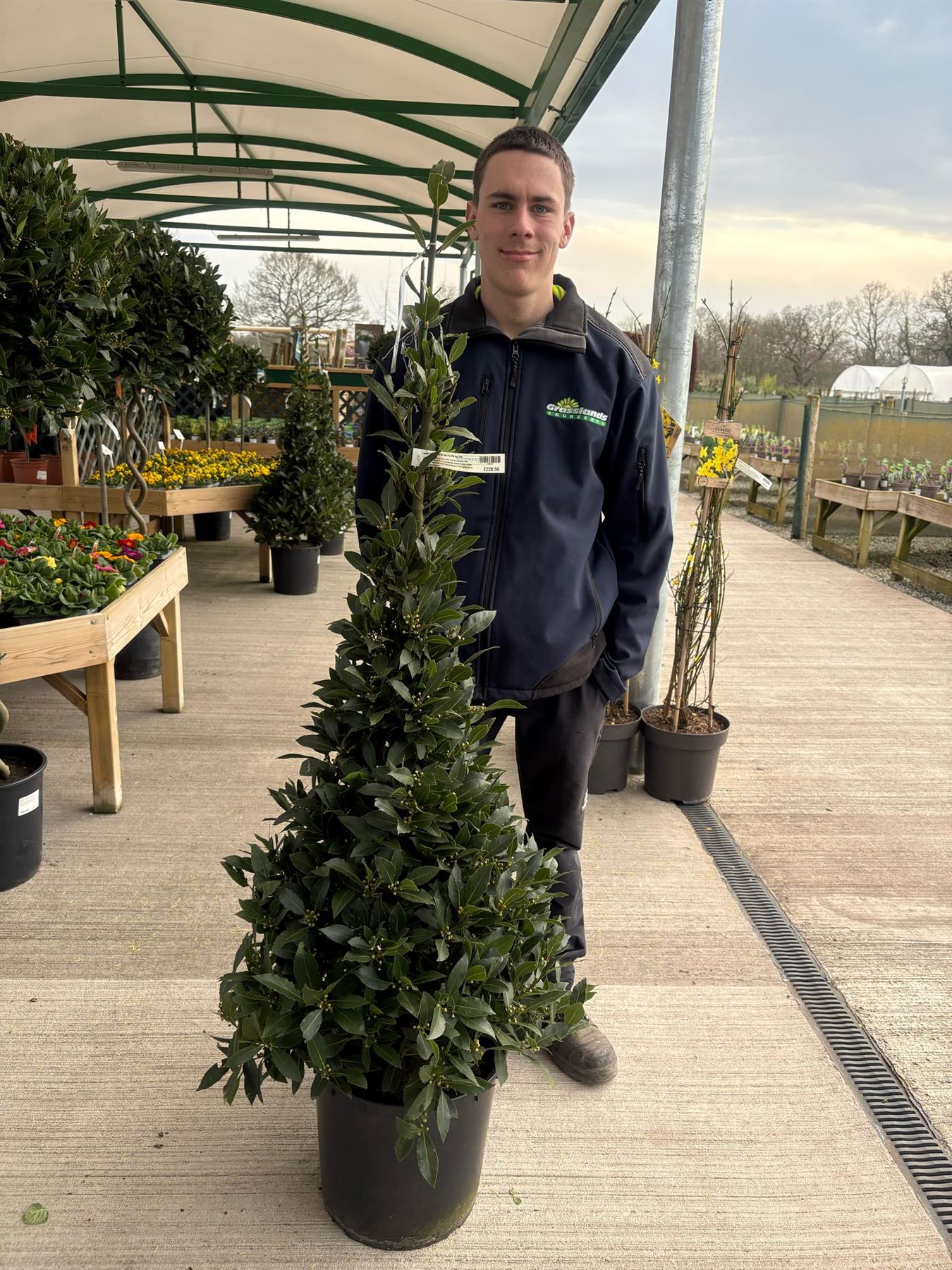 Laurus Cone