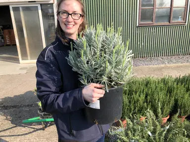 Lavender Hedging