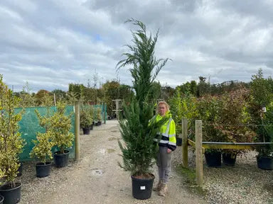 Leylandii Hedging