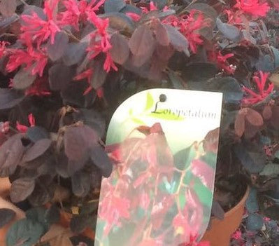 Loropetalum