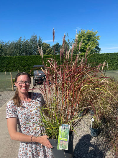 Miscanthus