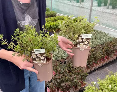 Starter Plants
