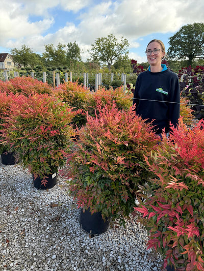 Nandina