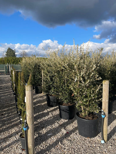 Osmanthus