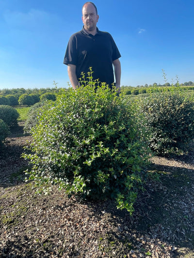 Osmanthus Ball