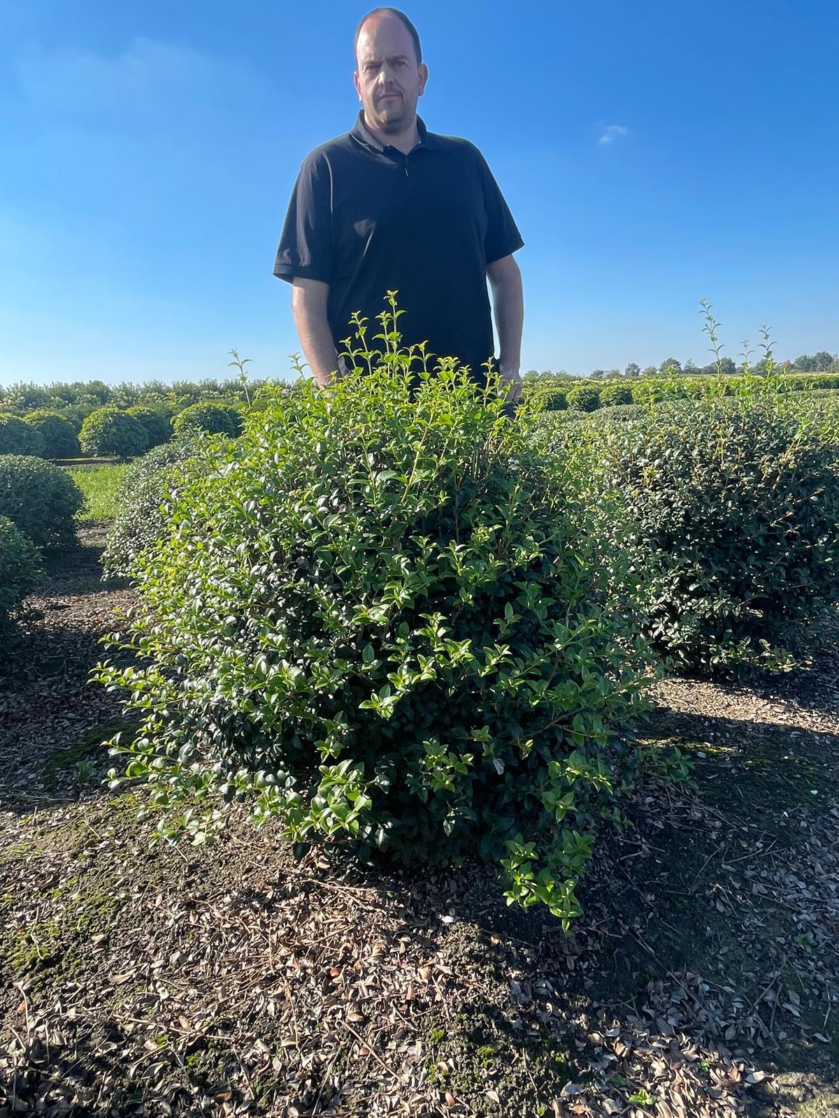 Osmanthus Ball