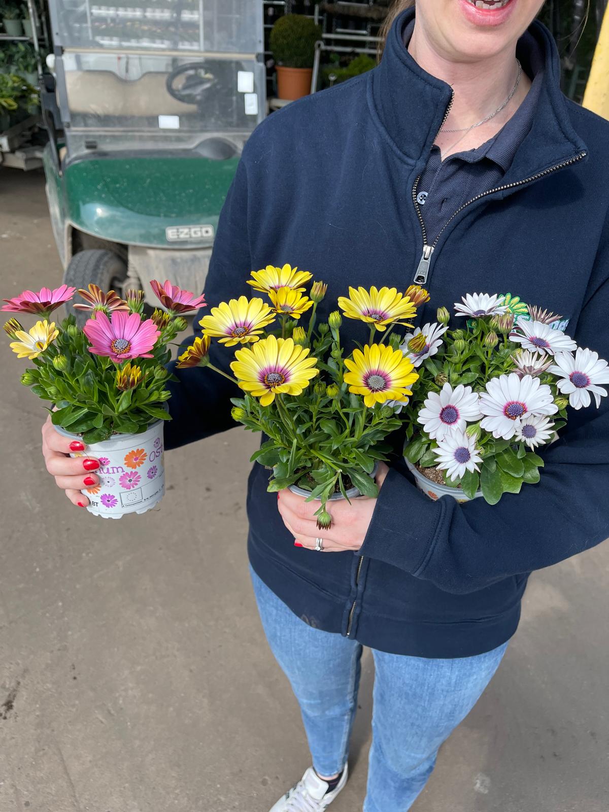 Osteospermum