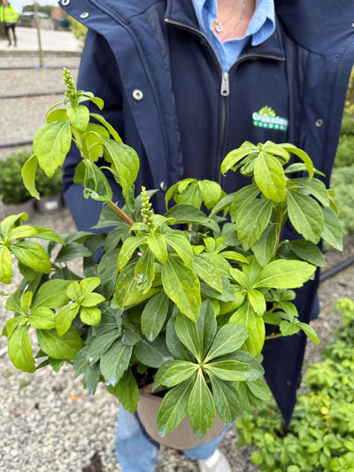 Pachysandra