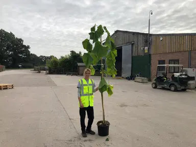 Paulownia