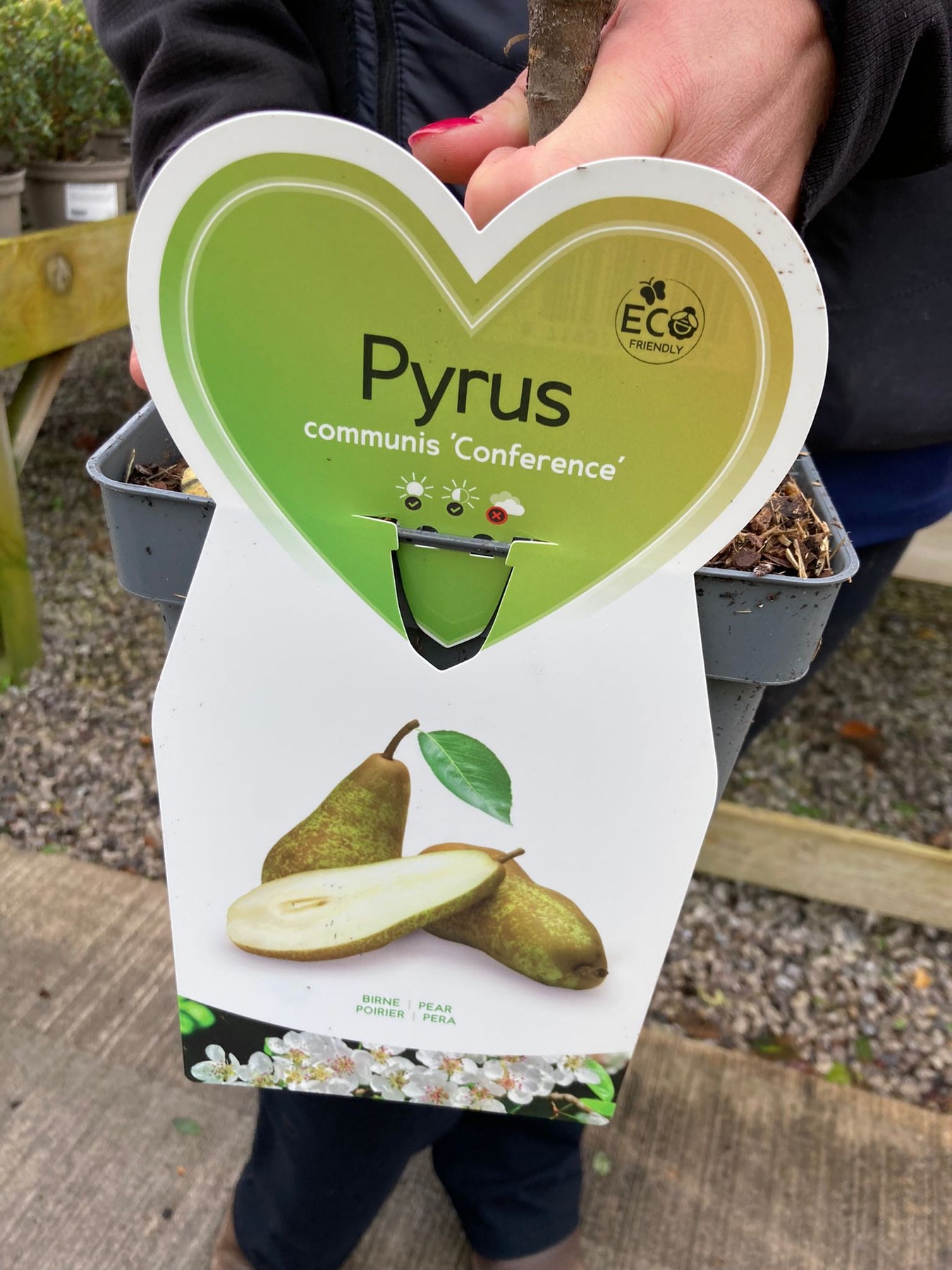 Pear Trees