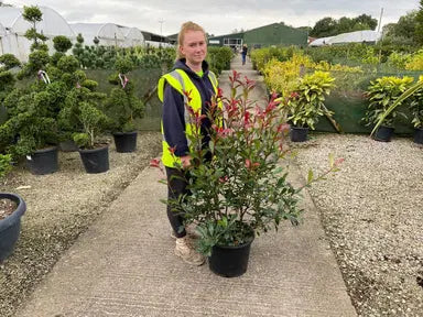 Photinia Red Robin Hedging