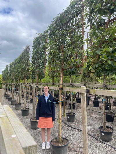 Established Pleached Trees