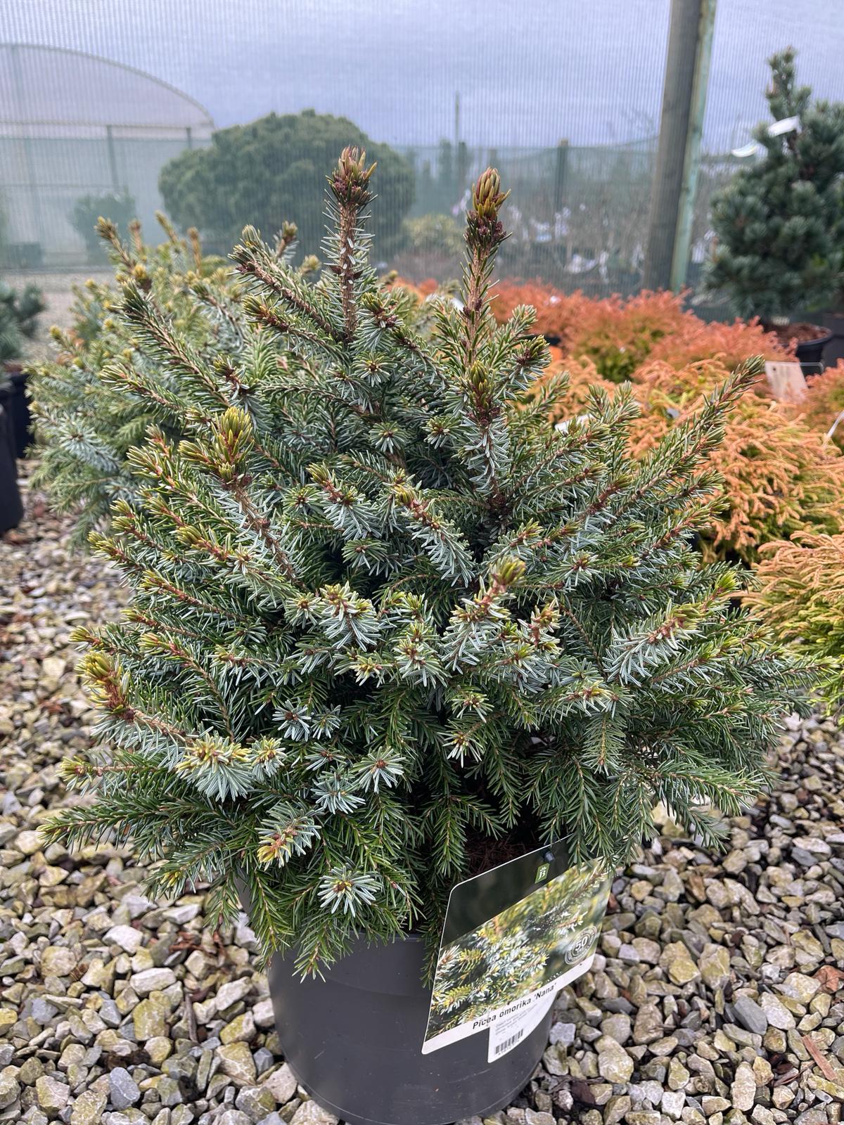 Picea