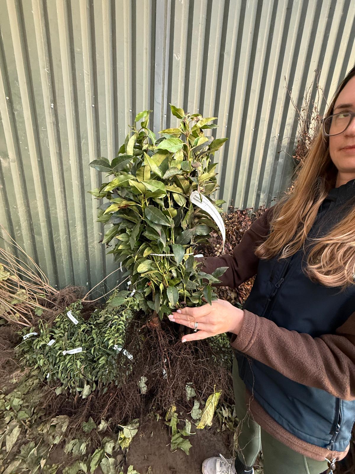 Portuguese Laurel Hedging Bare Root