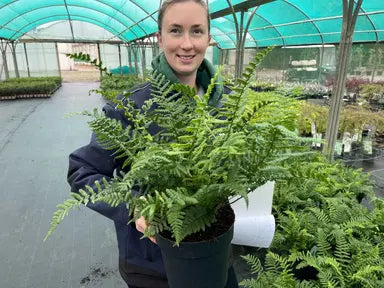 Polystichum