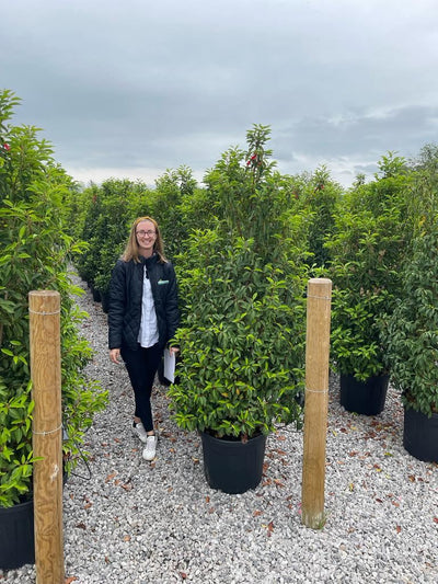 Portuguese Laurel Big Deals