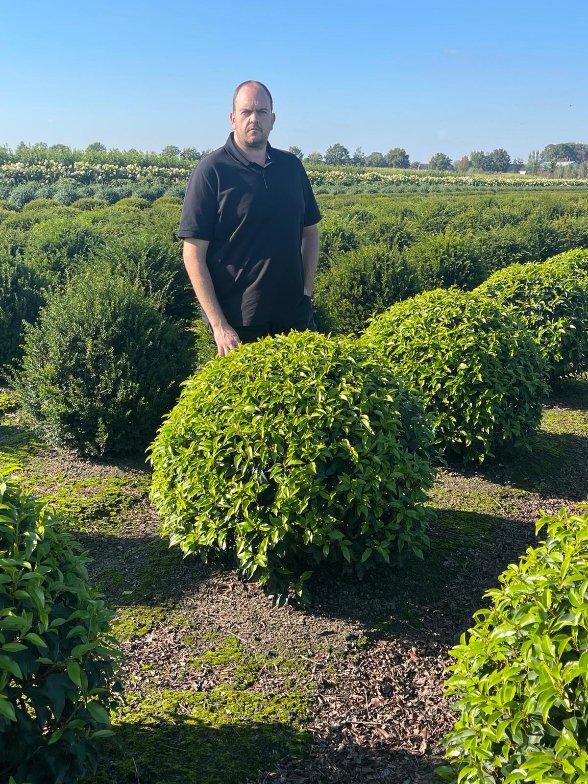 Portuguese Laurel Ball