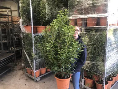 Portuguese Laurel Hedging (Prunus Lusitanica)