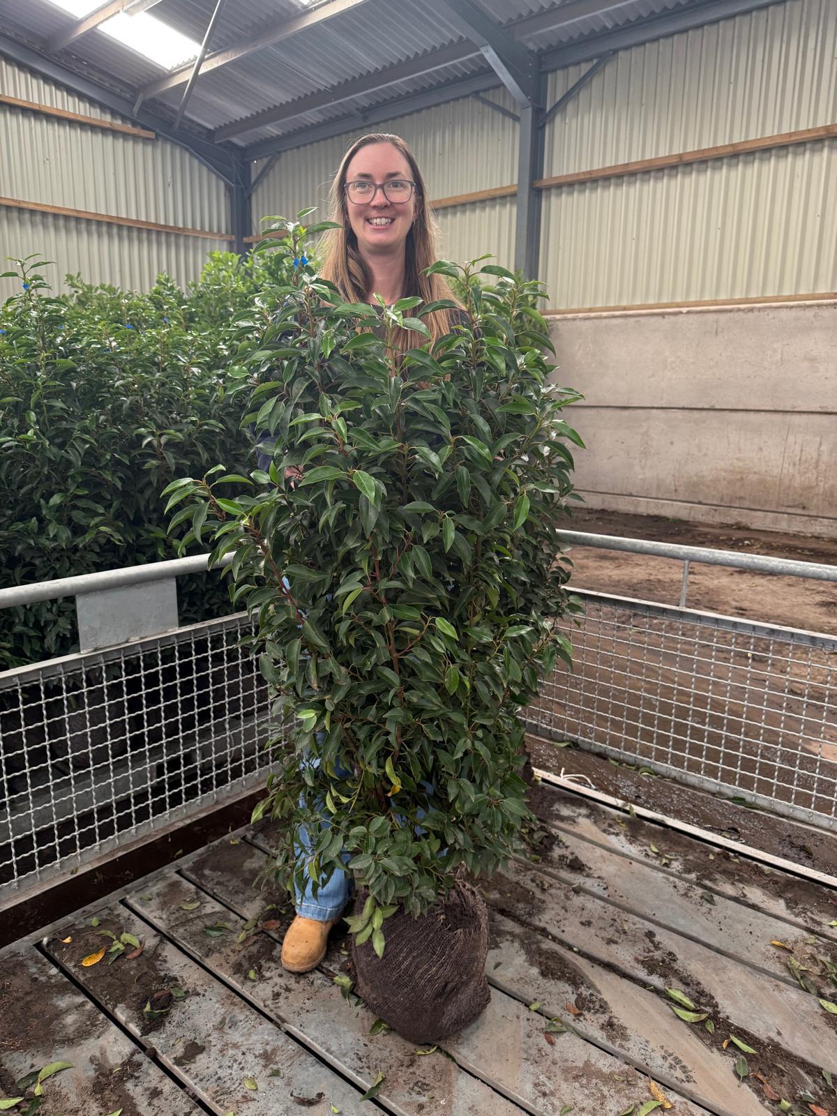 Portuguese Laurel Hedging Root Ball