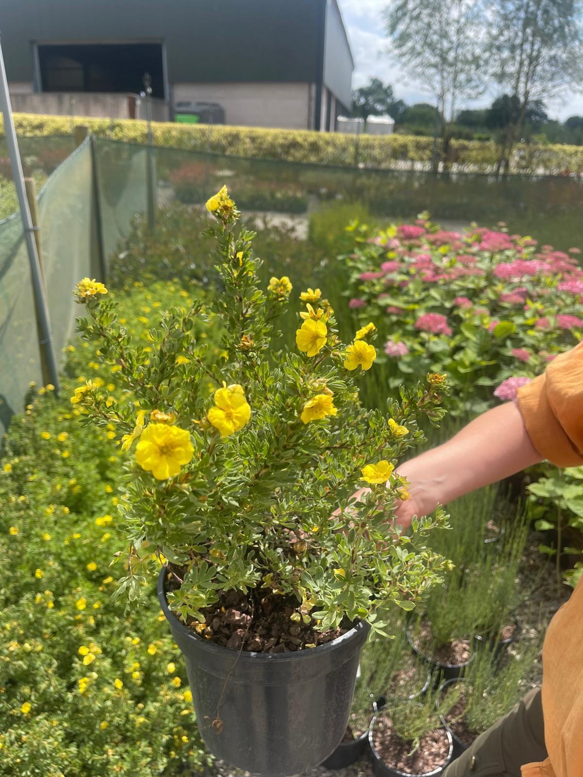 Potentilla
