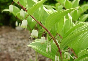 Polygonatum