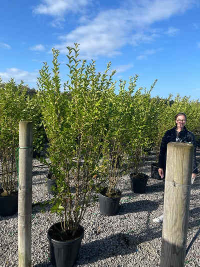 Privet Hedging Big Deals